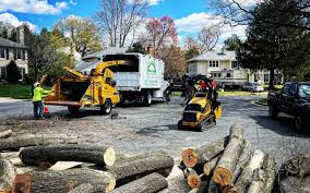 Best Tree Risk Assessment  in Rutgers University Busch Campus, NJ