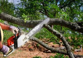 Reliable Rutgers University Busch Campus, NJ Tree Care Solutions