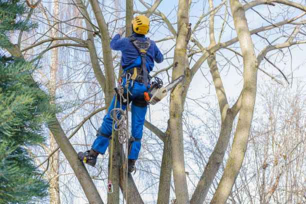 Best Fruit Tree Pruning  in Rutgers University Busch Campus, NJ