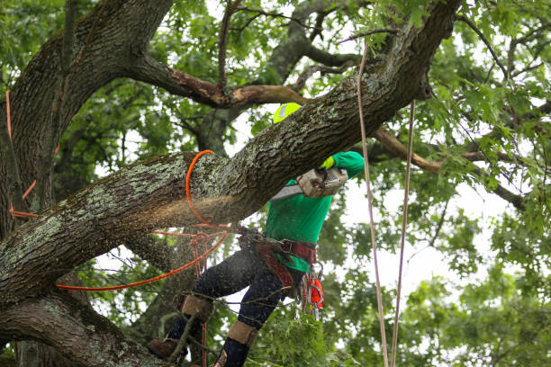 Best Tree Preservation Services  in Rutgers University Busch Campus, NJ